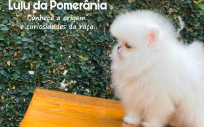 Lulu da Pomerânia – Conheça a origem e curiosidades da raça.