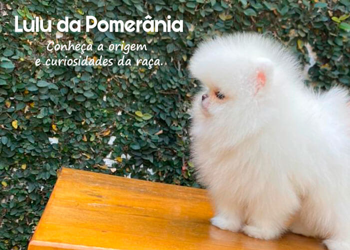 Lulu da Pomerânia – Conheça a origem e curiosidades da raça.