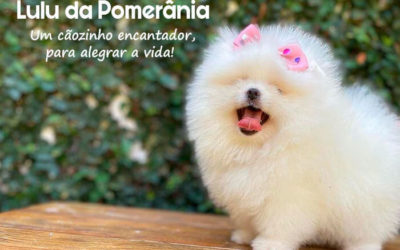 Lulu da Pomerânia – Um cãozinho encantador, para alegrar a vida!