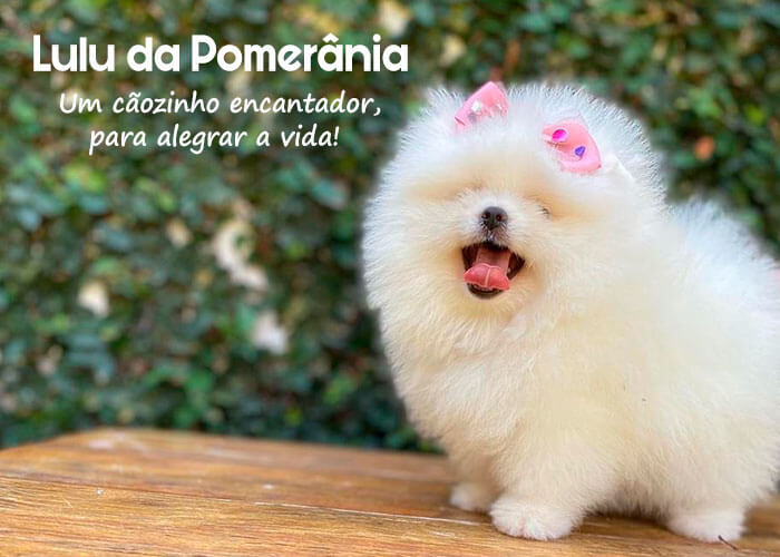 Lulu da Pomerânia – Um cãozinho encantador, para alegrar a vida!
