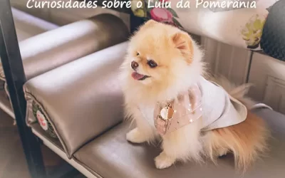 Curiosidades sobre o Lulu da Pomerânia, como sua relação com a realeza e celebridades.