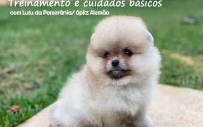 Treinamento e cuidados básicos para o Lulu da Pomerânia/ Spitz Alemão