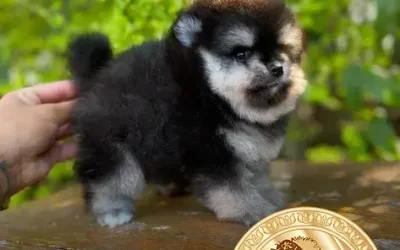 Spitz Alemão: Descubra os Encantos do Lulu da Pomerânia