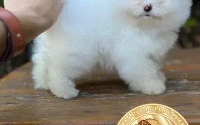 Spitz Alemão ou Shih Tzu: Descubra qual raça é ideal para você