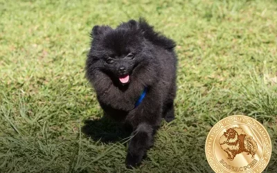 Como acalmar um lulu da pomerânia com dicas infalíveis