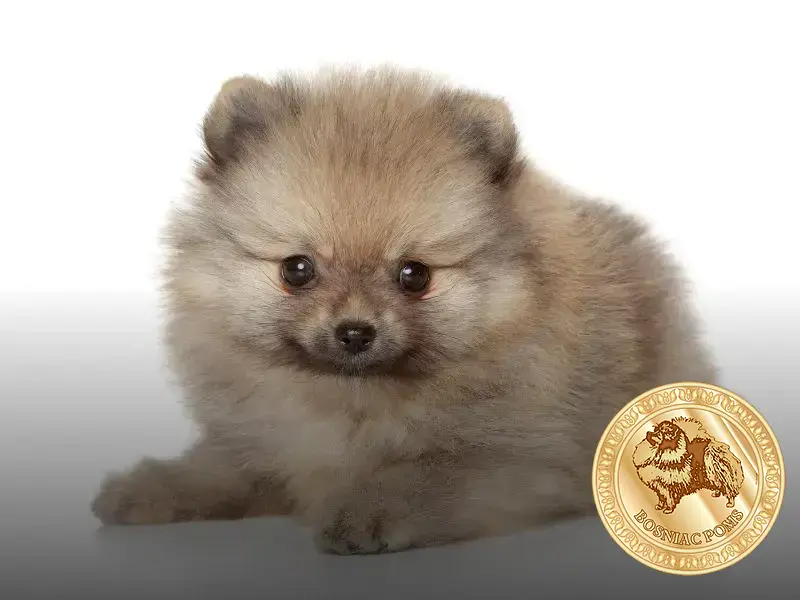 como saber se o lulu da pomerania é anão