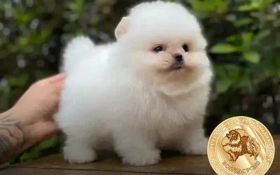 Como Saber se o Lulu da Pomerania é Puro: Dicas e Truques