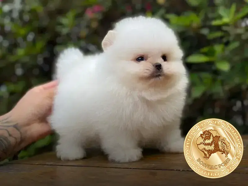 como saber se o lulu da pomerania é puro