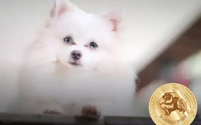 Como surgiu o lulu da pomerania: Descubra sua origem