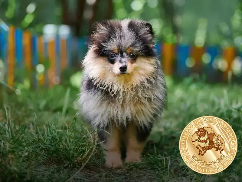 lulu da pomerania é docil