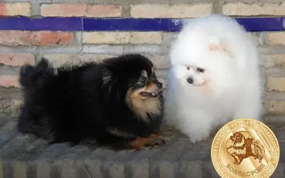 Lulu da Pomerania é inteligente: Descubra os segredos da raça