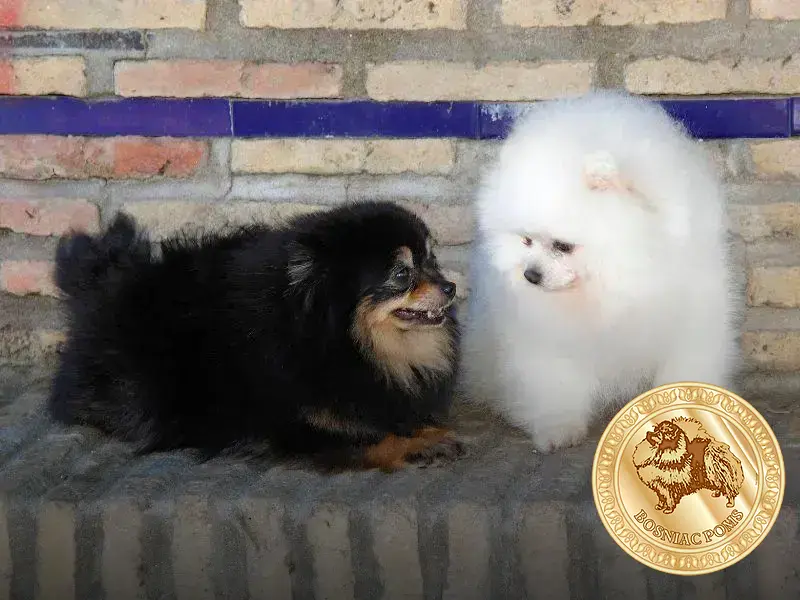 lulu da pomerania é inteligente