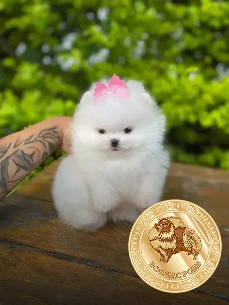 o que é lulu da pomerânia