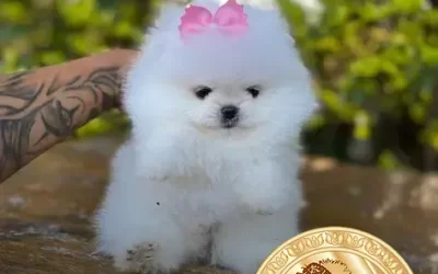 O que Lulu da Pomerania gosta de brincar no parque