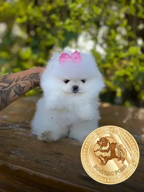 o que lulu da pomerania gosta