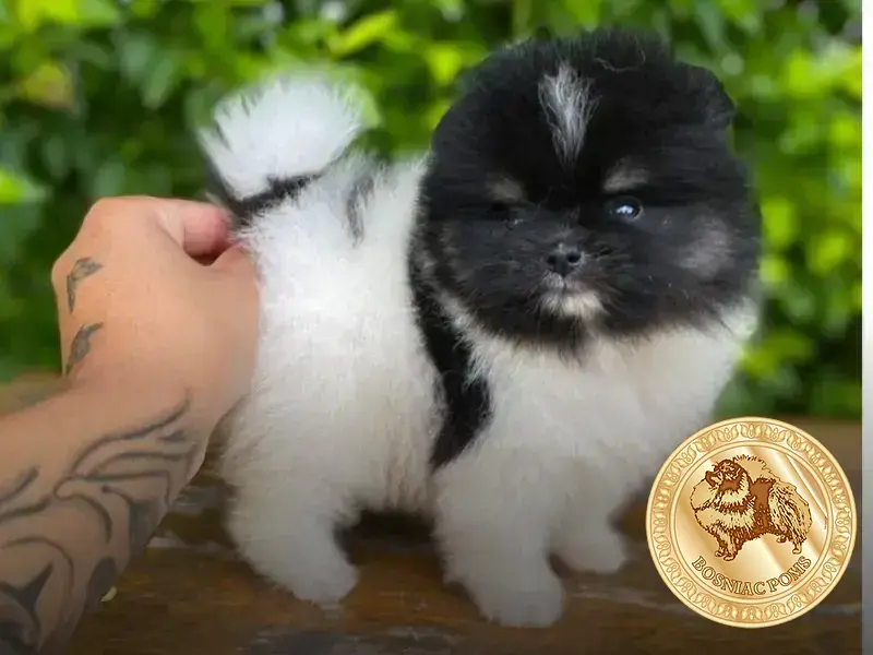 o que lulu da pomerânia não pode comer