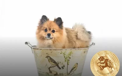 O que lulu da pomerania pode comer para uma dieta saudável