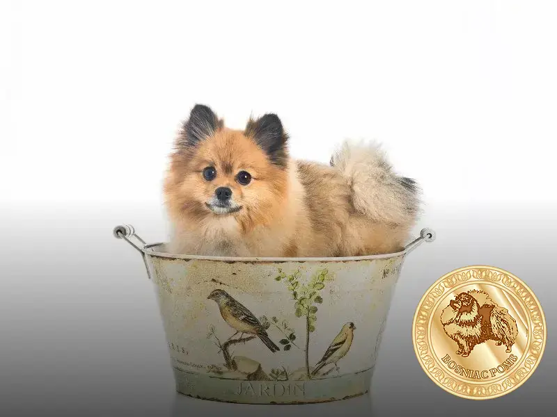 o que lulu da pomerania pode comer