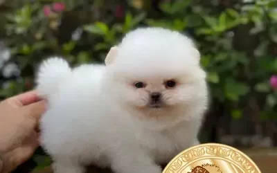 Onde Comprar Lulu da Pomerânia: Encontre o Melhor Criador