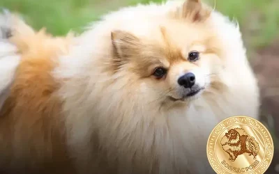 Porque Lulu da Pomerania: como cuidar do seu pequeno companheiro