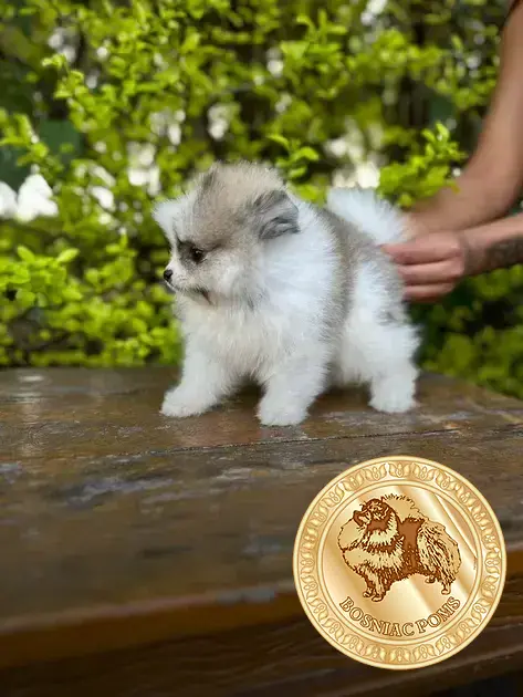 quanto é um lulu da pomerania