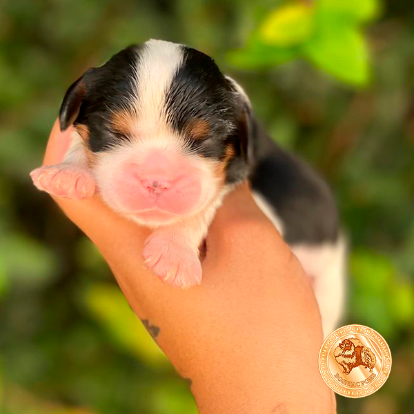 Filhotes Cavalier King Charles Spaniel