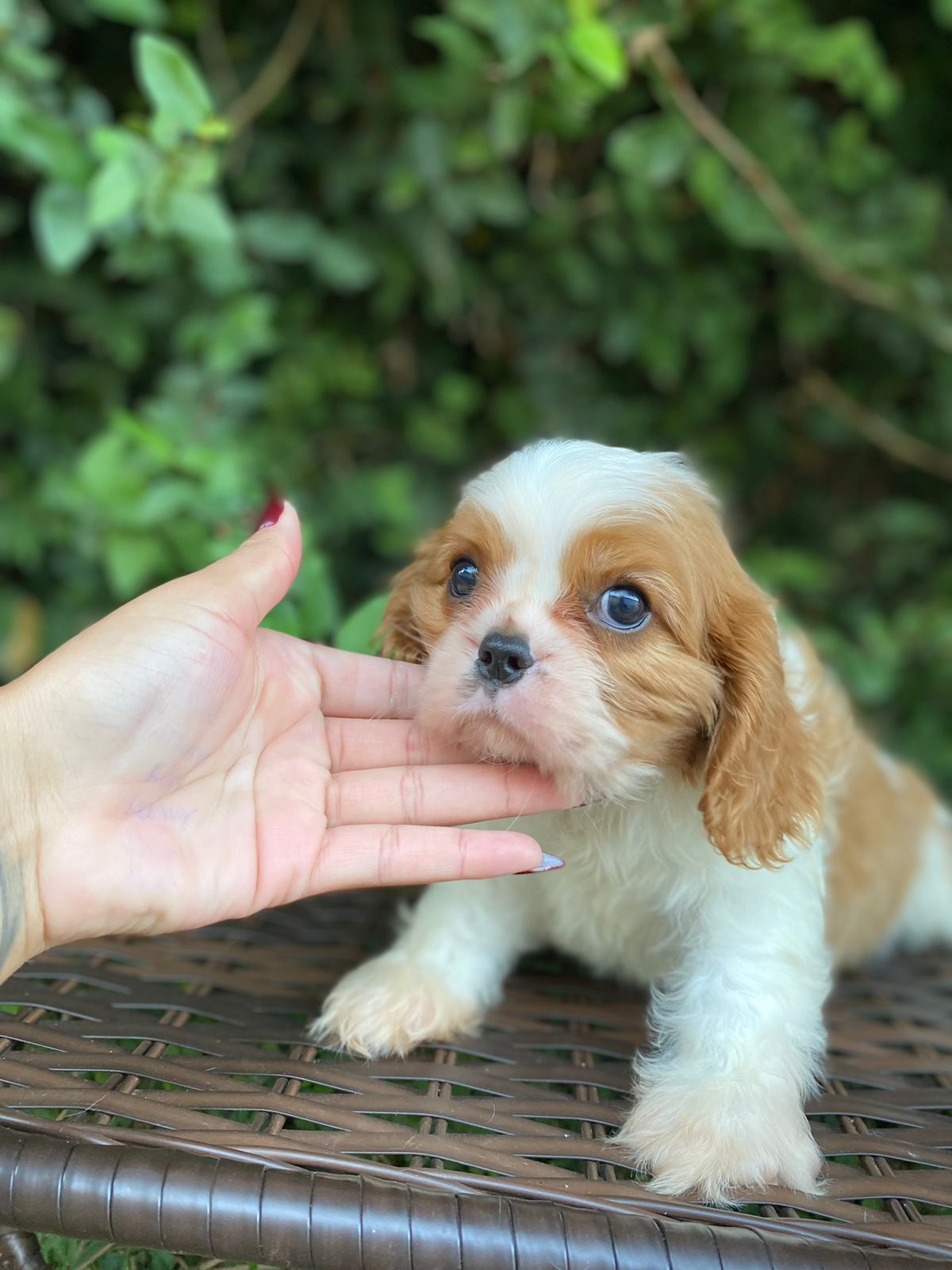 comprar filhotes de cavalier