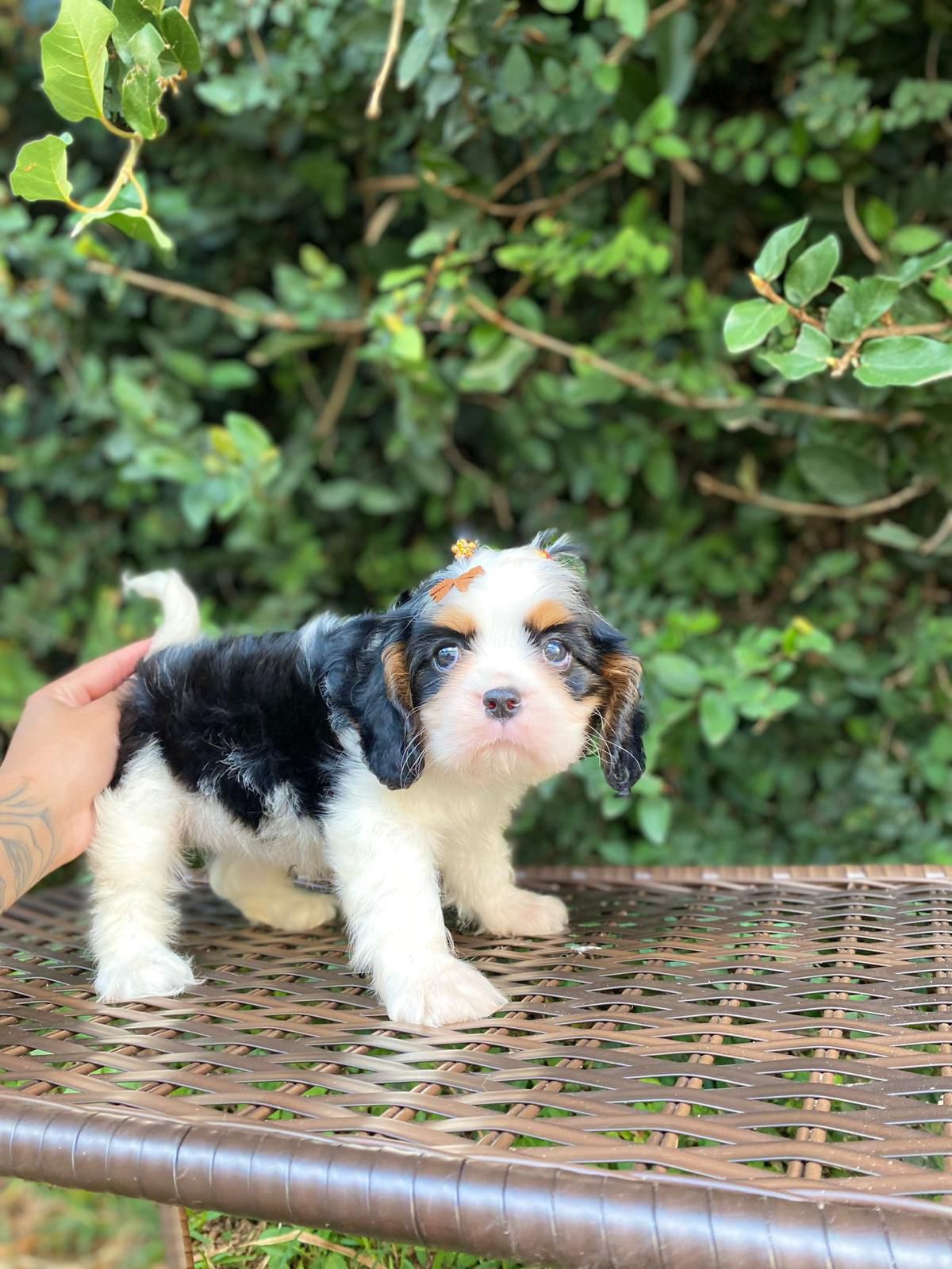 Filhotes Cavalier King Charles Spaniel